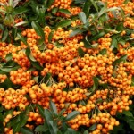 piracantha orange