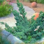 juniperus mayeri
