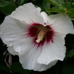močvarni hibiskus beli - hibiscus moscheutos
