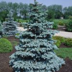 picea pungens hopsii