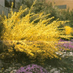 cytisus x all gold