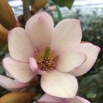 magnolia fairy blush