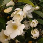 magnolija fairy cream