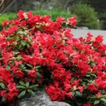 rododendron scarlet wonder1