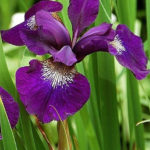 iris sibirica purple