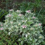 hortenzija macrophylla tricolor variegata 1