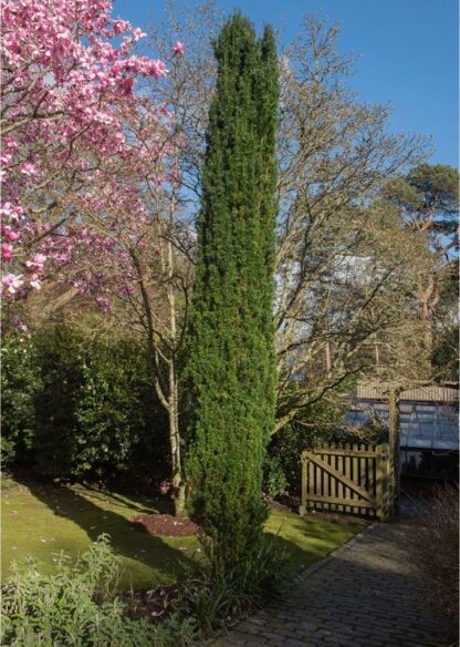 Taxus Baccata Fastigiata Robusta Tisa Rasadnik Mihalek