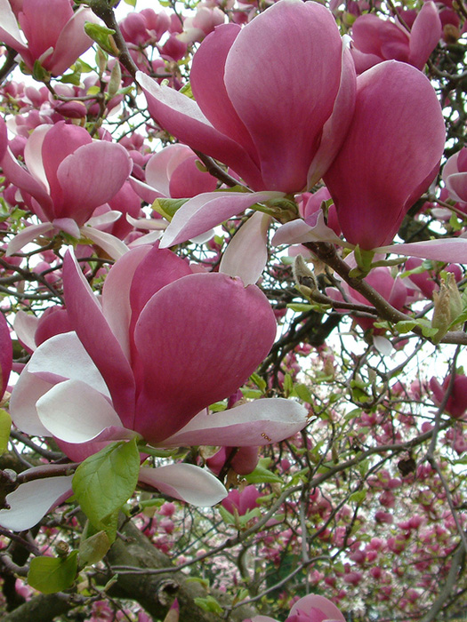 Magnolija Rustica Rubra Rasadnik Mihalek