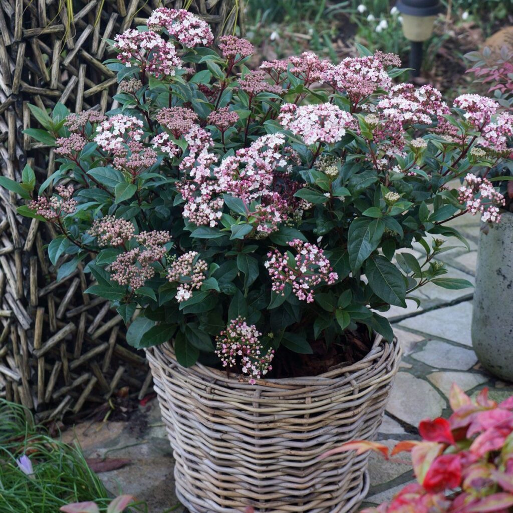 Viburnum Tinus Gwenllian Rasadnik Mihalek