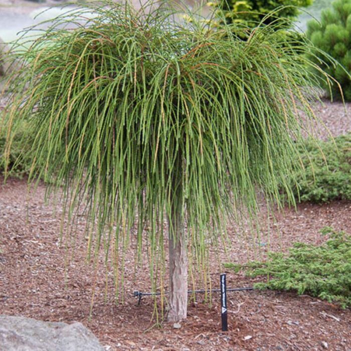 Thuja Plicata Whipcord Na Tapu Rasadnik Mihalek