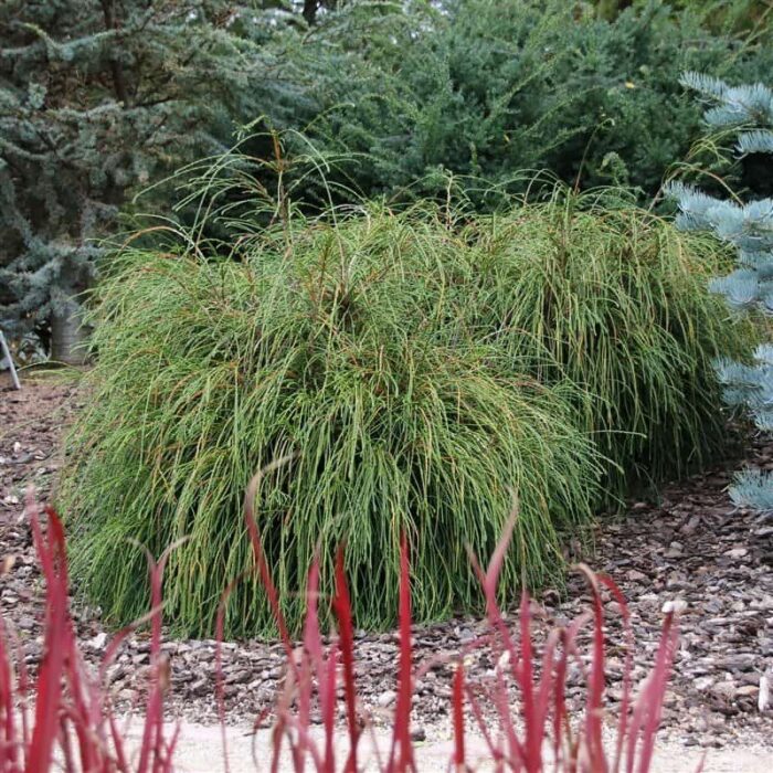 Thuja Plicata Whipcord Rasadnik Mihalek