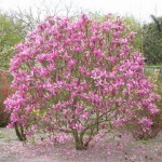 magnolija suzan1