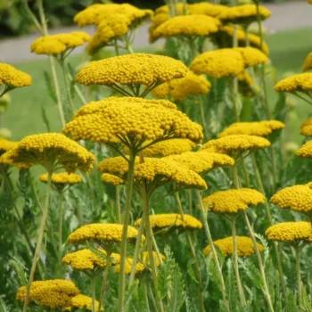 achillea-zuta-coronation-gold-1