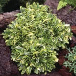 arabis-old-gold-1