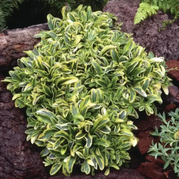 arabis-old-gold-1