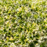 arabis-old-gold-2