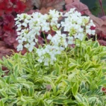 arabis-old-gold-3