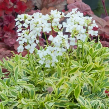 arabis-old-gold-3