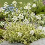 arabis-old-gold-4