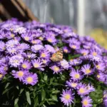 aster-island-barbados-1