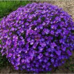 aubrieta-hendersonii3