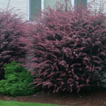 berberis crveni-thum.atropurpurea