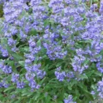 caryopteris-plavi-4