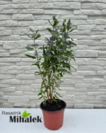 caryopteris-plavi-sadnica-1