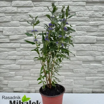 caryopteris-plavi-sadnica-1