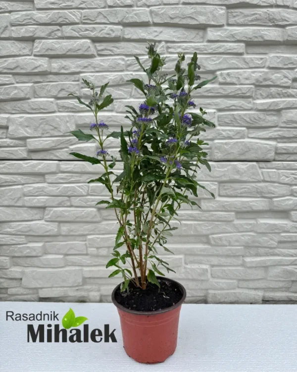 caryopteris-plavi-sadnica-1