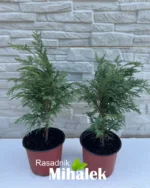 chamaecyparis-globosa-sadnica-2