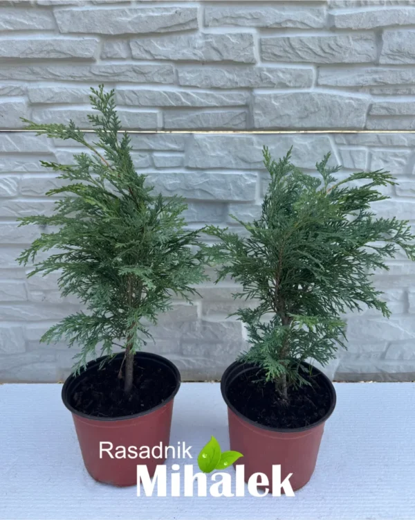 chamaecyparis-globosa-sadnica-2