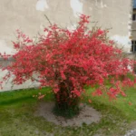 cidonija-japanska-dunja-3
