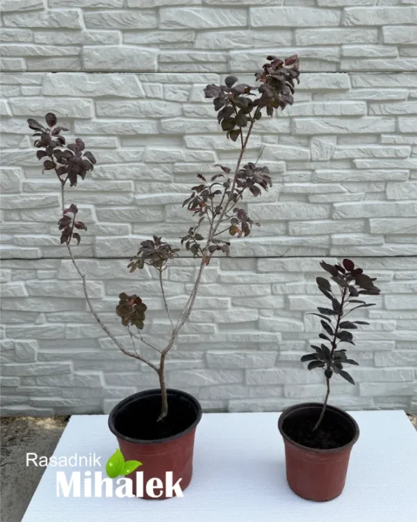 cotinus-royal-purple-varijacija-2