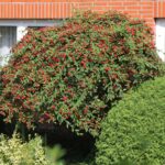 cotonaester salicifolius2