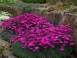 dianthus roze1