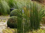 equisetum-japonicum-u-vodi