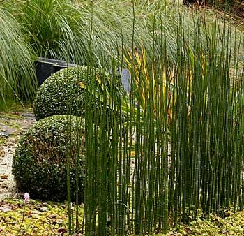 equisetum-japonicum-u-vodi
