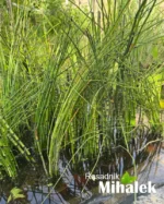 equisetum-sadnice