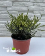 erika-bela-sadnice-2