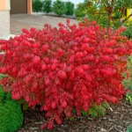 euonymus-alatus-2