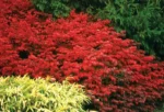 euonymus-alatus-3