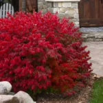 euonymus-alatus-4