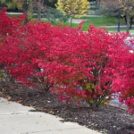 euonymus-alatus-5
