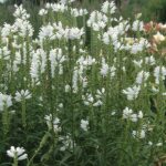 Phyzostegia virginiana bela - Slika 2