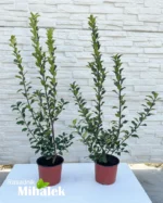 ilex-aquifolium-grm-sadnica-1