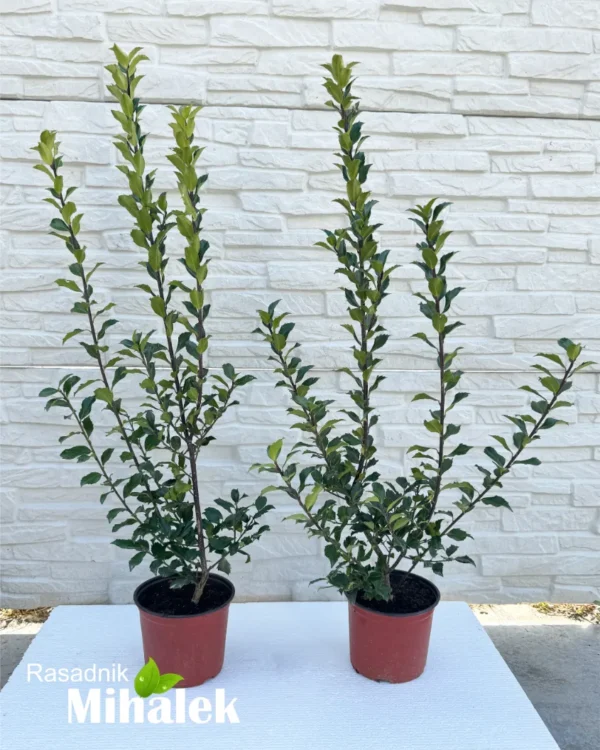 ilex-aquifolium-grm-sadnica-1