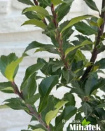 ilex-aquifolium-grm-sadnica-2