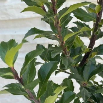 ilex-aquifolium-grm-sadnica-2