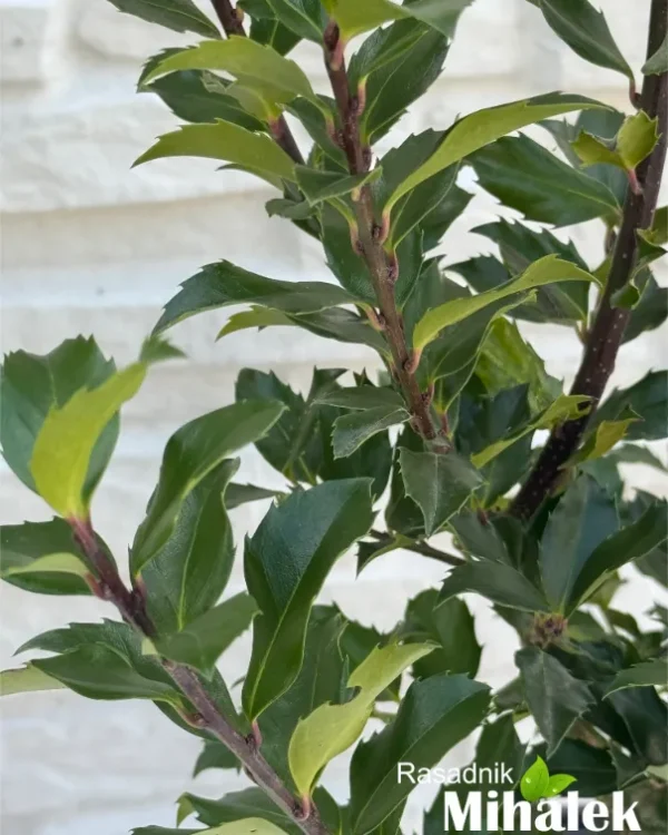 ilex-aquifolium-grm-sadnica-2